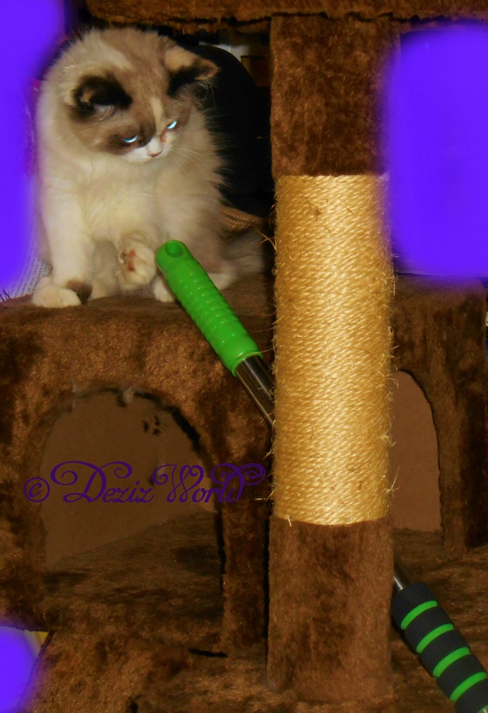 Raena paws at the mop