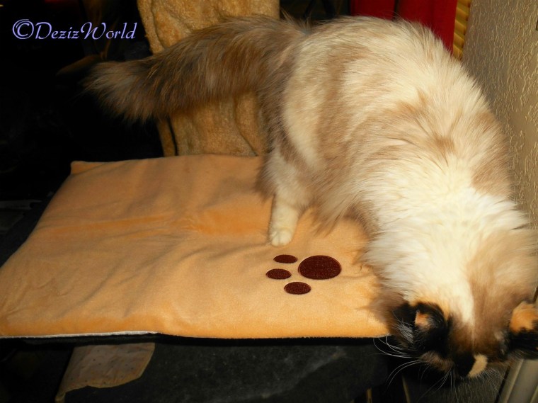 Raena checks out thermal pet mat