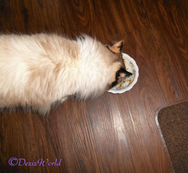 Raena sniffs honest kitchen perfect form