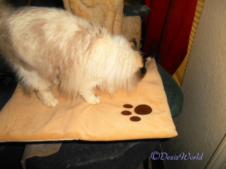 Raena sniffs thermal mat