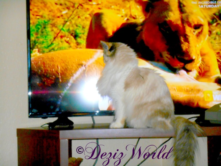 Raena wstches lions on tv