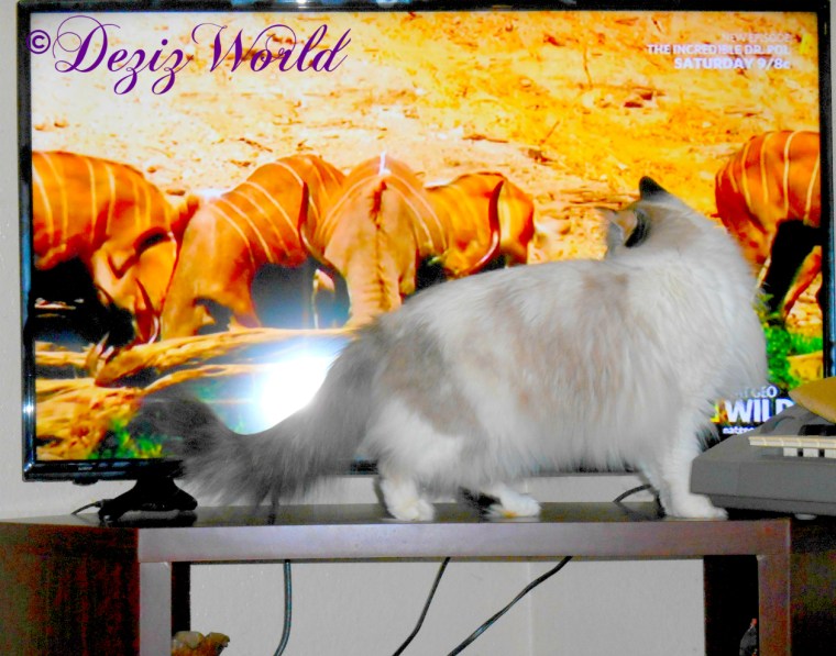 Raena watches the lions eat their kill