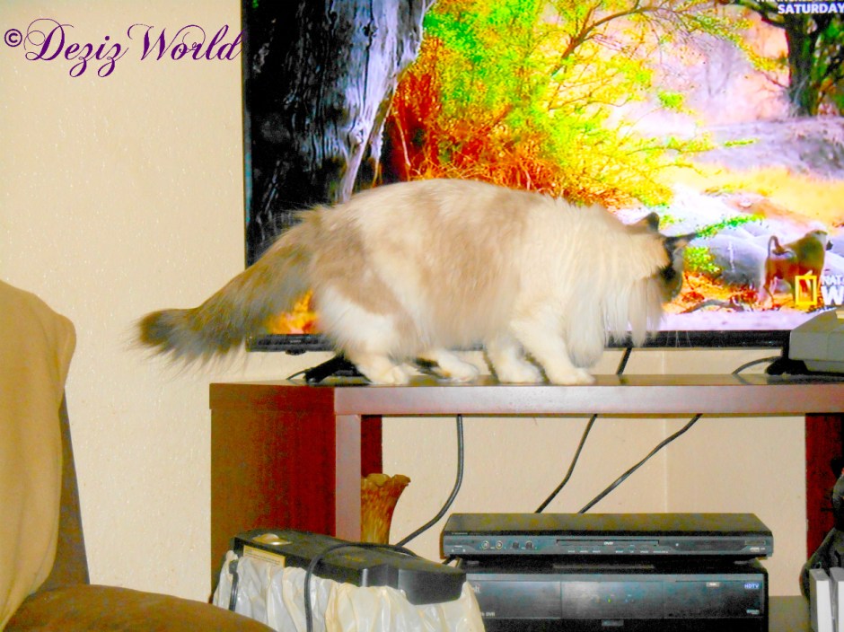 Raena gets close to the TV