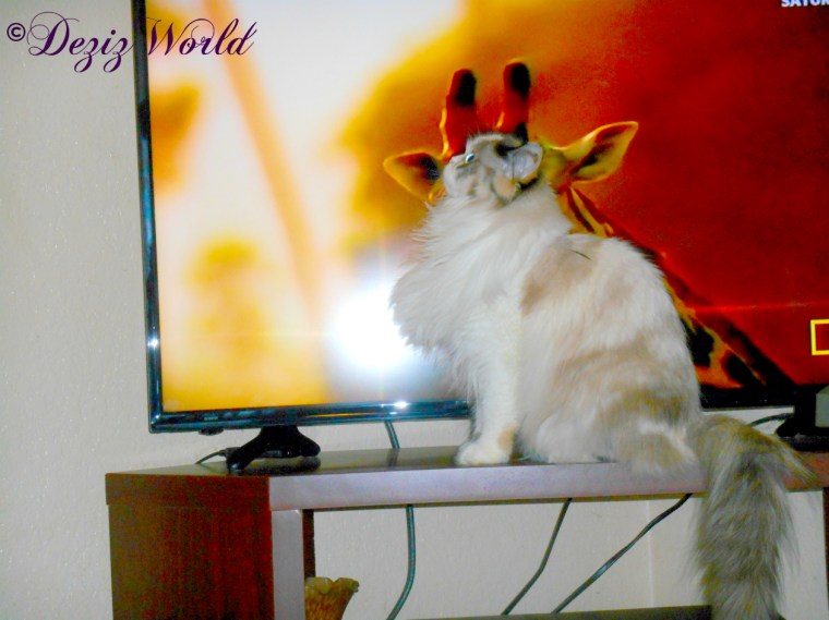 Dezi sits in front of tv with giraffe horn on her head