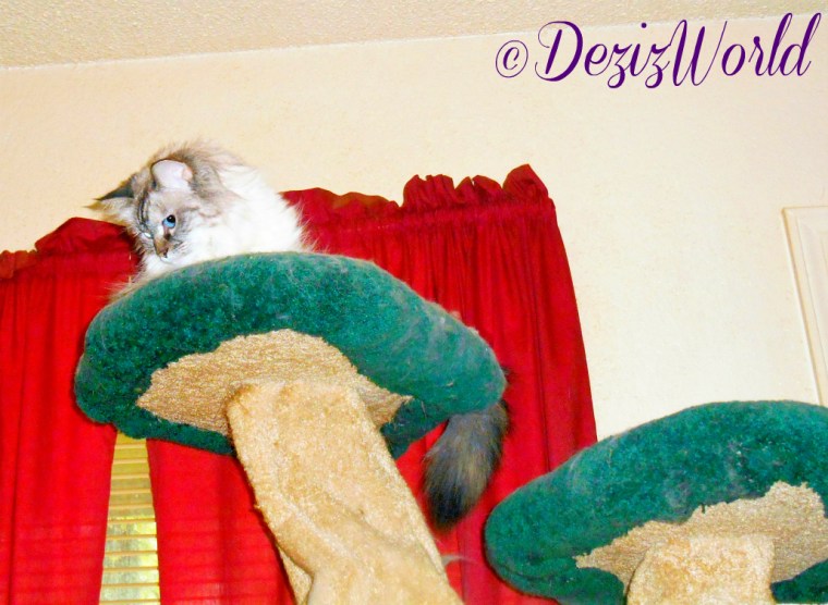 Dezi looks down from atop the liberty cat tree