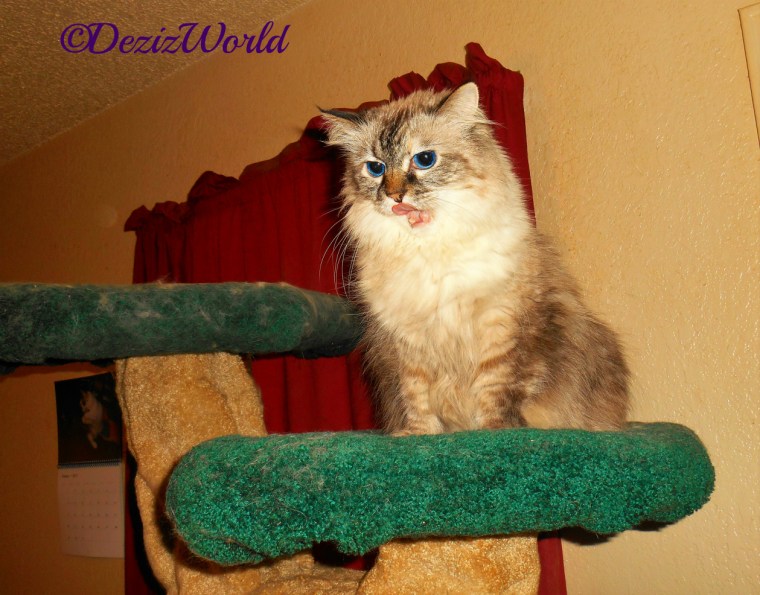 Dezi sits atop the liberty cat tree and licks her lips