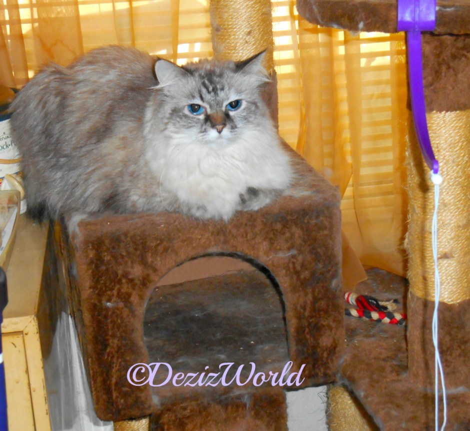 Dezi lays on the brown cat tree in front of the window