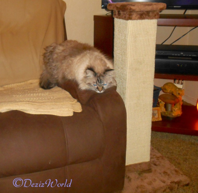 Dezi lays on the arm of the chair next to the Scratching post