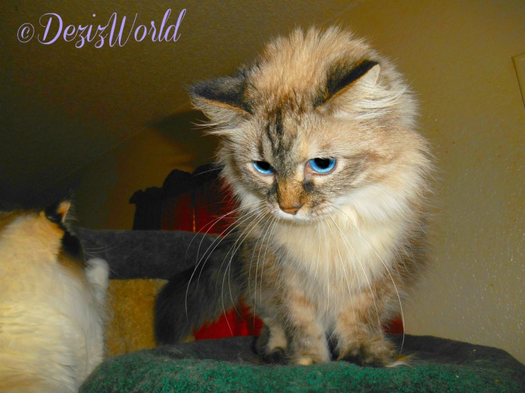 Dezi atop Liberty tree with Raena climbing up to join her