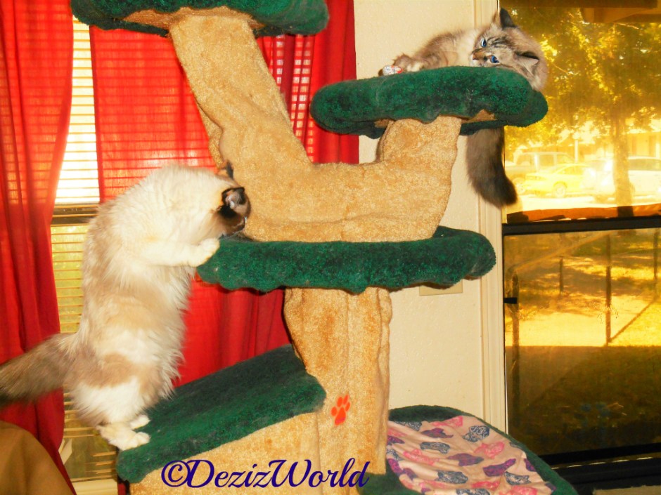 Dezi lays atop the liberty cat tree while Raena stands sniffing at the shelf