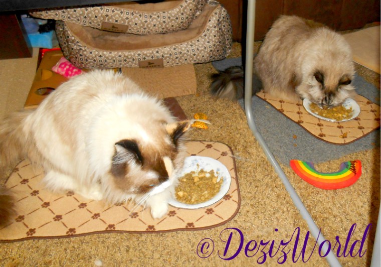 Dezi and Raena eat Primal Freeze dried Cat food