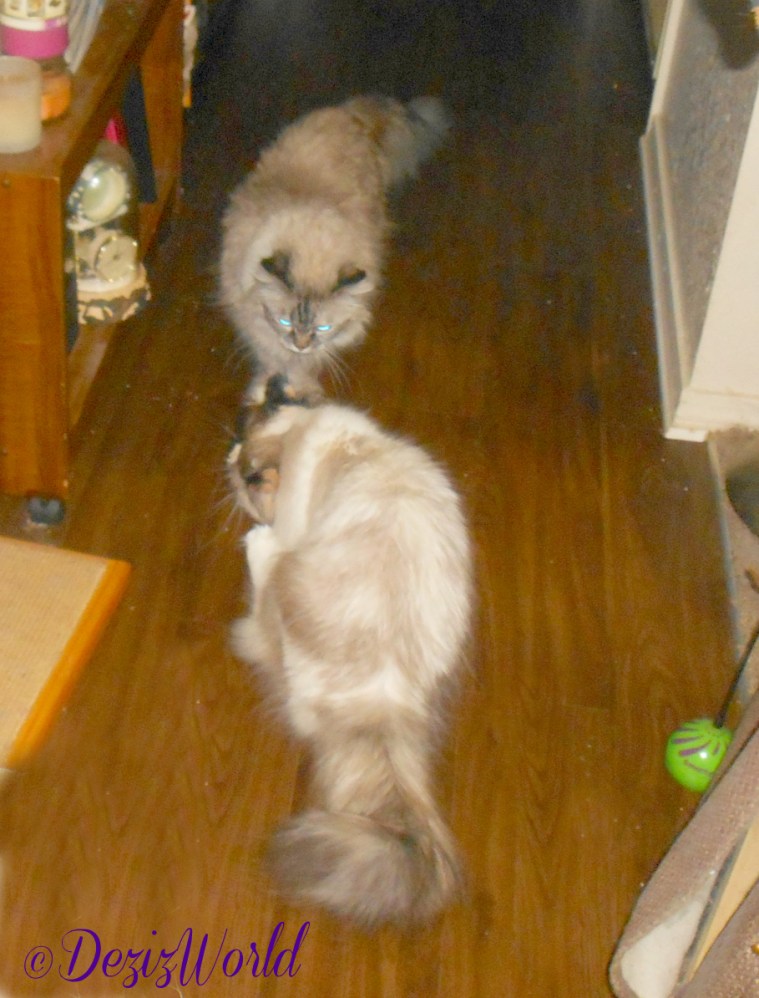 Dezi and Raena meet in the hall way