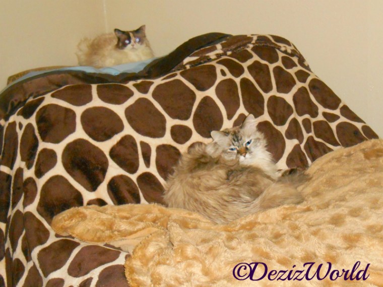 Dezi and Raena laying on the bed