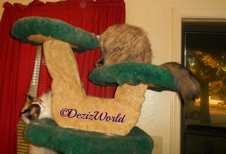 Dezi looks at Raena while both play on the Liberty cat tree