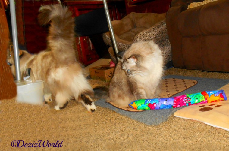 Dezi sits over the Kitty Kick Stix and looks back as Raena walks away