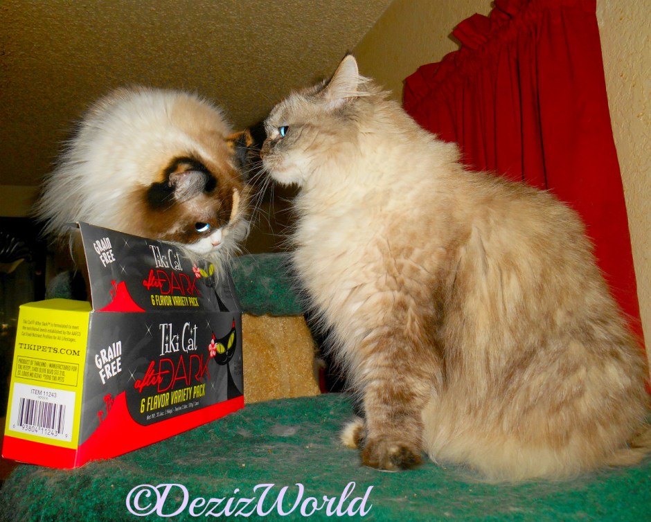 Dezi and Raena get close over the TikiCat box