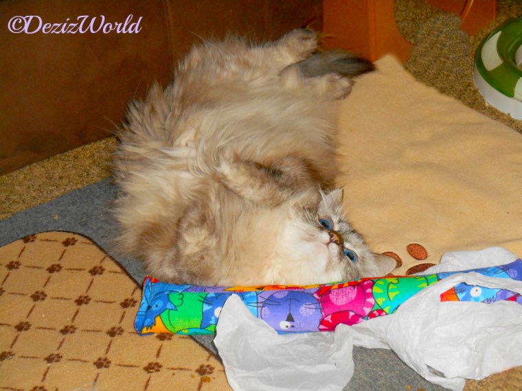 Dezi rolls with abandon on Kitty Kick Stix