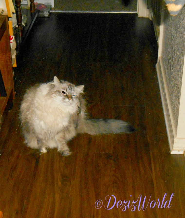 Dezi sits in hall and scratches ear