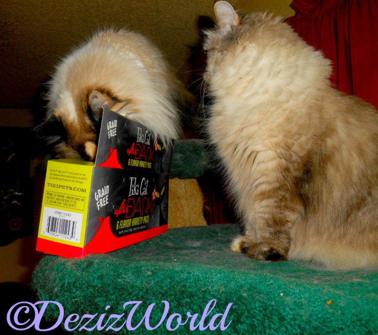 Dezi looks at Raena while she sticks her nose in the TikiCat box