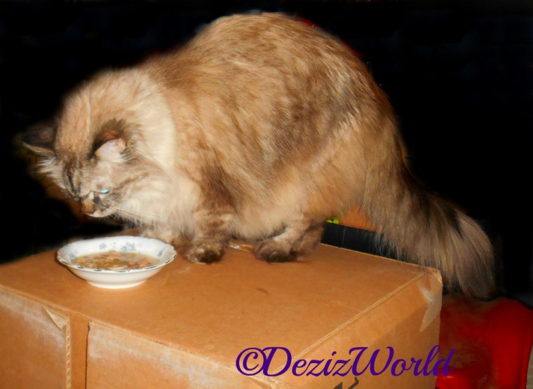 Dezi tries the TikiCat cat food