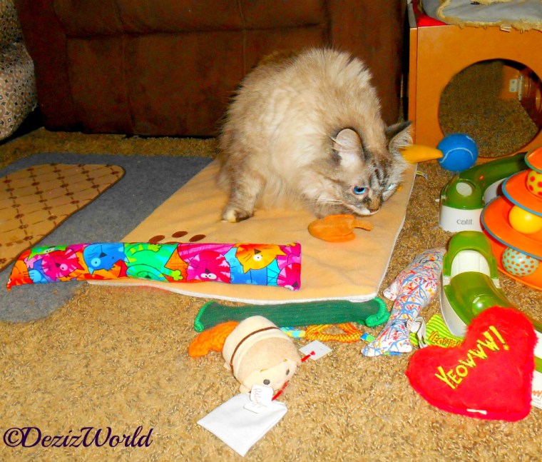 Dezi sniffs her nip toys