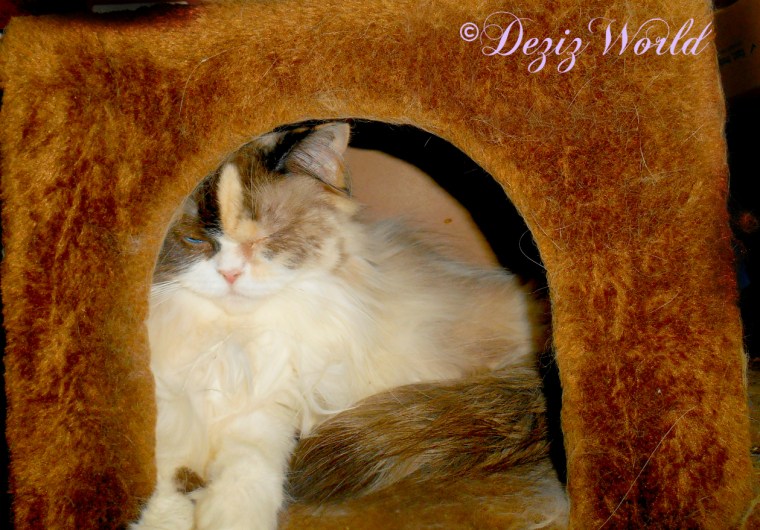 Raena lays in brown cat tree house