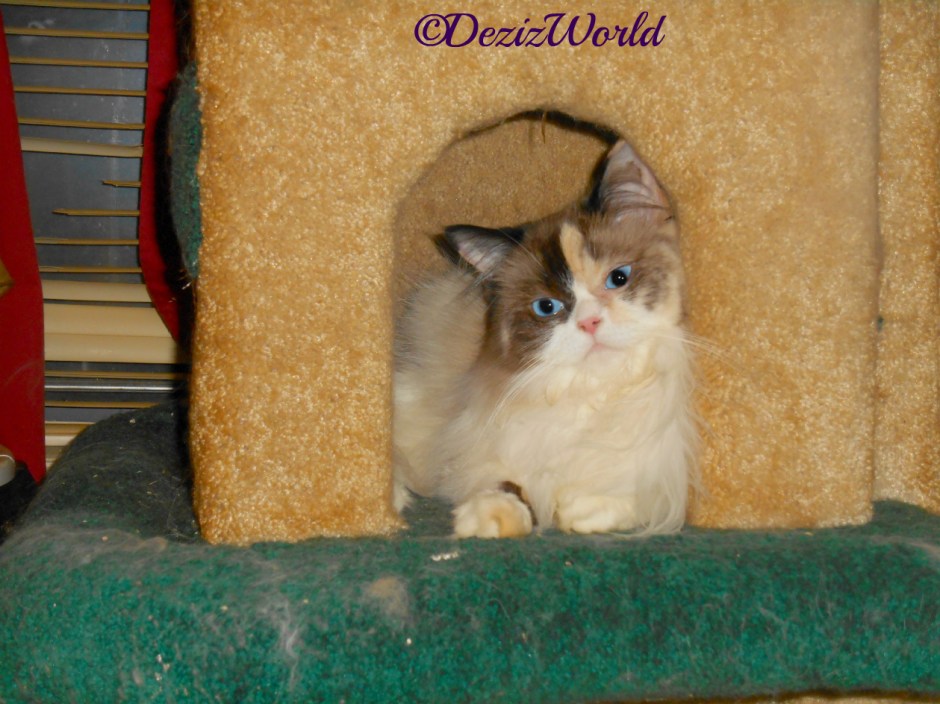 Raena lays in house on liberty cat tree