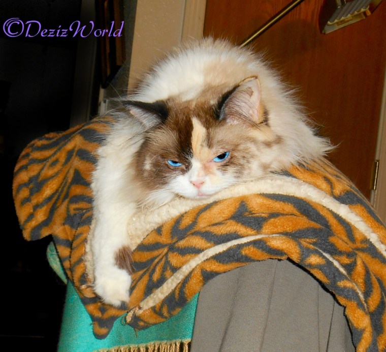 Raena lays on back of chair