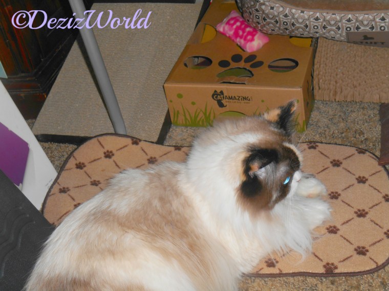 Raena lays on her food mat