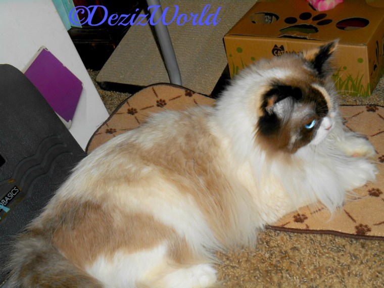 Raena lays on her food mat