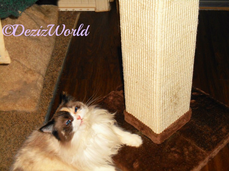 Raena lays on scratching post