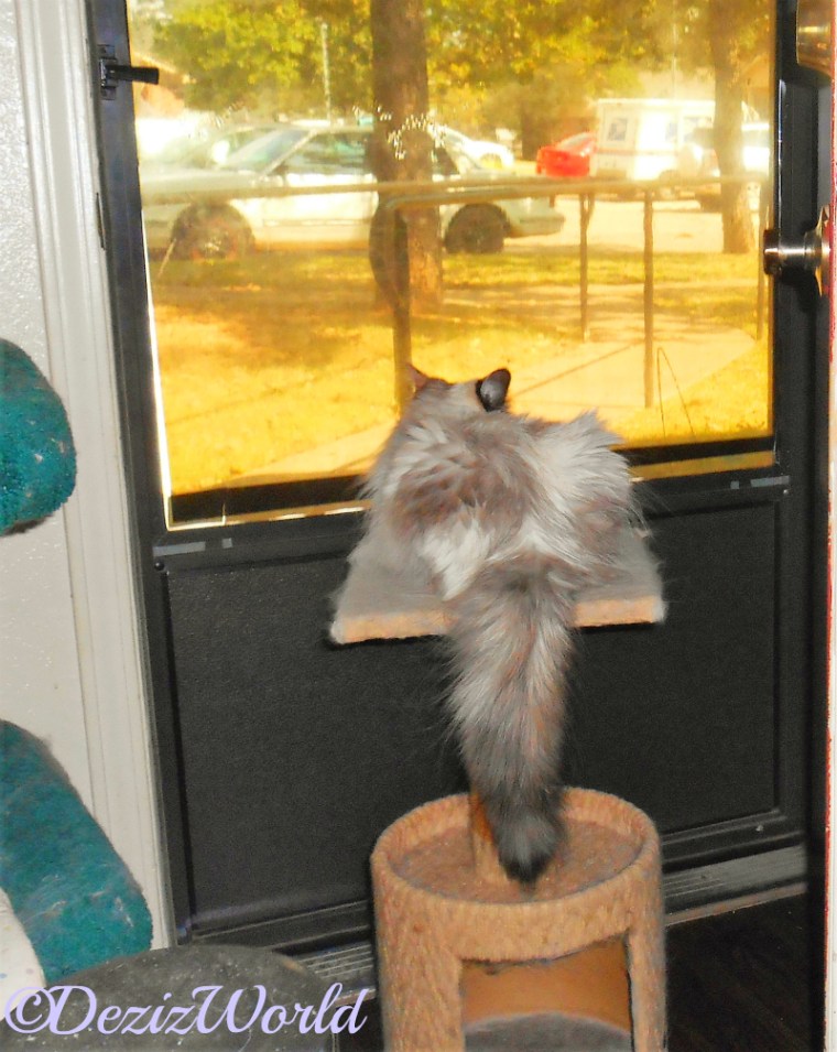 Raena lays on perch and looks out door