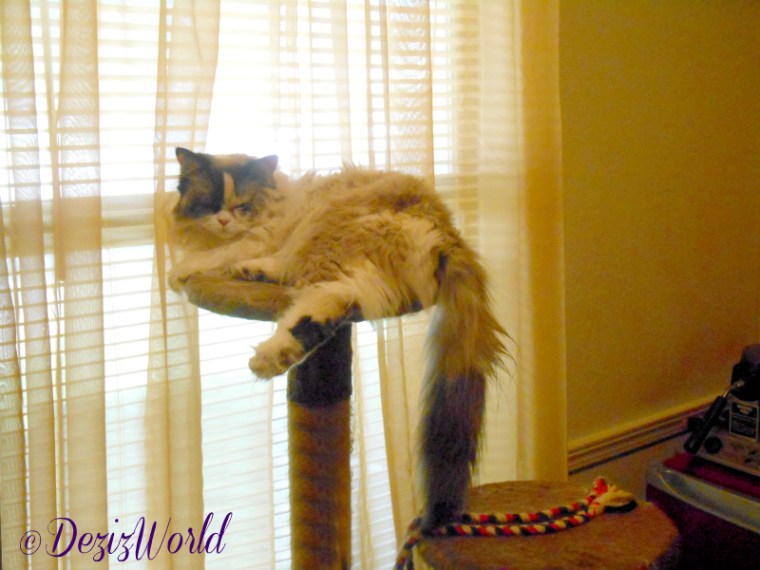 Raena naps on the brown cat tree in front of the new old window