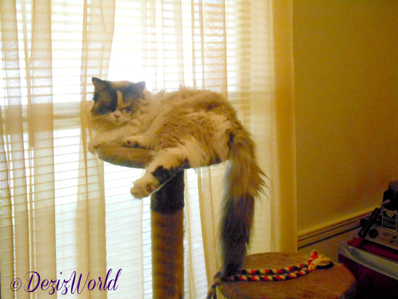Raena naps on the brown cat tree in front of the new old window
