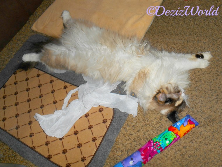 Raena sleeps after having played hard with the Kitty Kick Stix