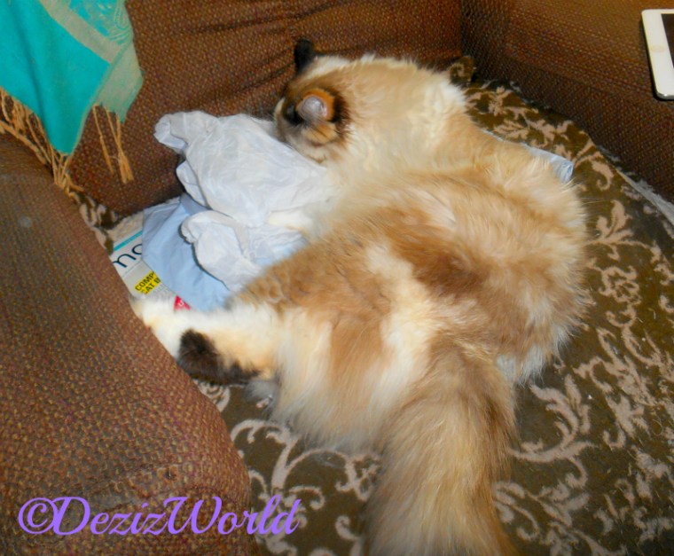 Raena plays with Kitty Kick Stix wrapper