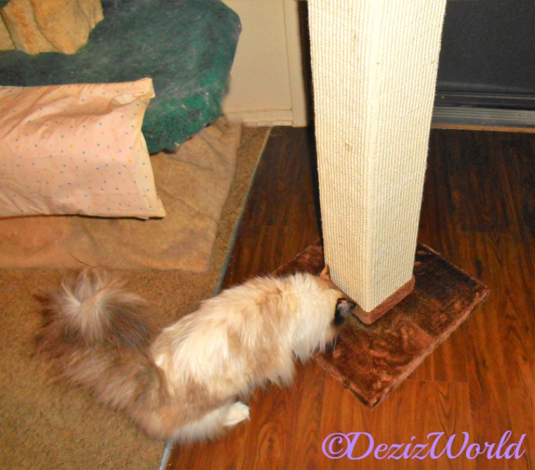 Raena sniffs scratching post