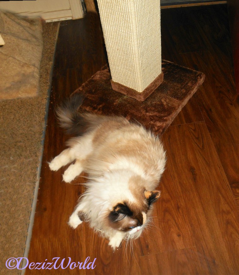 Raena lays in front of scratching post