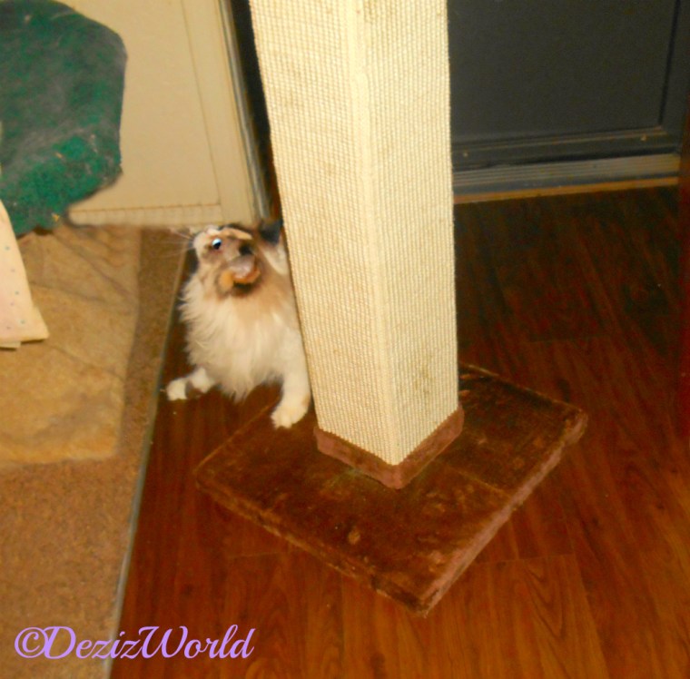 Raena with the Cat Scratcher from Chewy's Oct. review