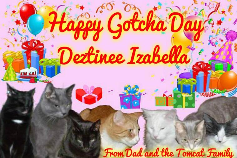 Happy Gotchaday Dezi from Timmy Tomcat and family
