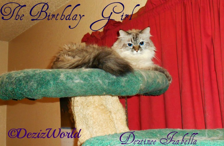 Dezi the Birthday girl lays atop the Liberty Cat Tree