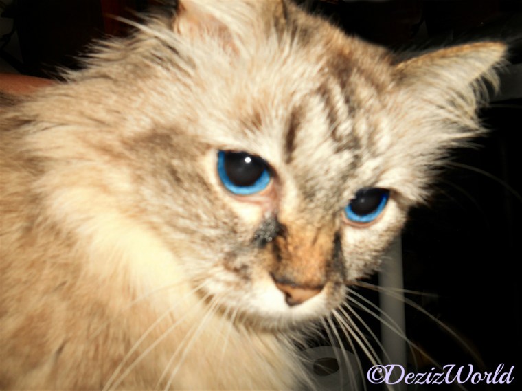 Dezi's face close up, selfie