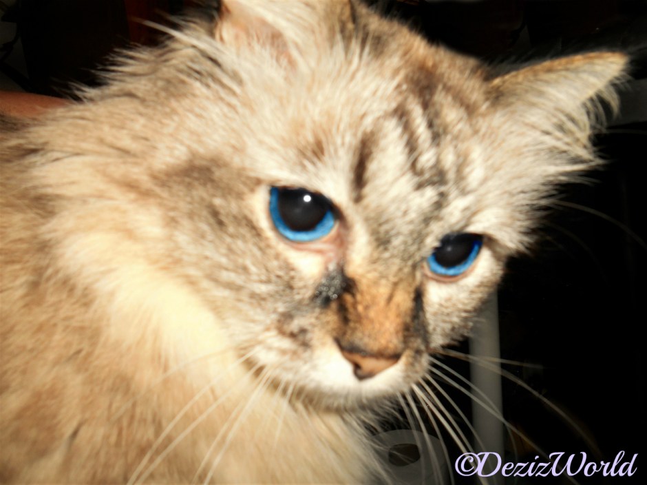 Dezi's face close up, selfie