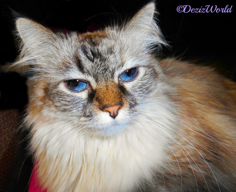 Dezi laying in mommy's lap