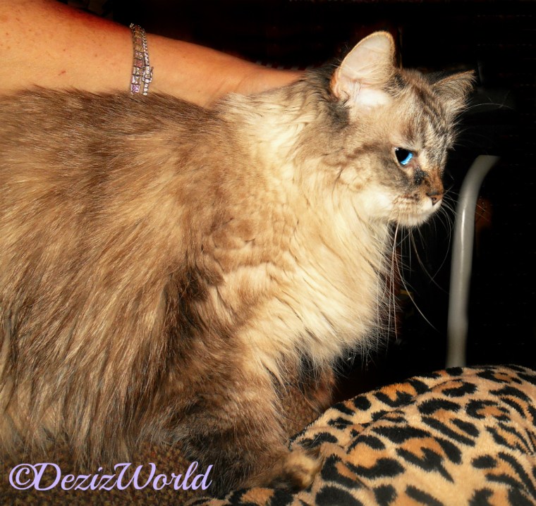 Dezi lays on the chair arm and gets loving from mommy