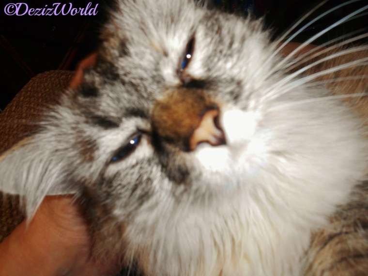 Dezi lays in lap getting love close up