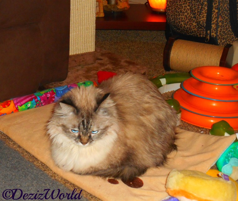 Dezi lays on the cat mat