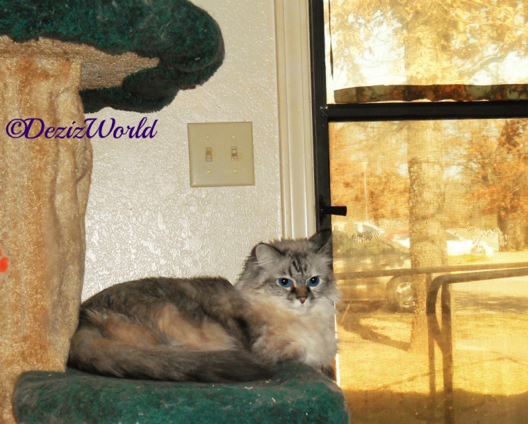 Dezi lays on cat tree