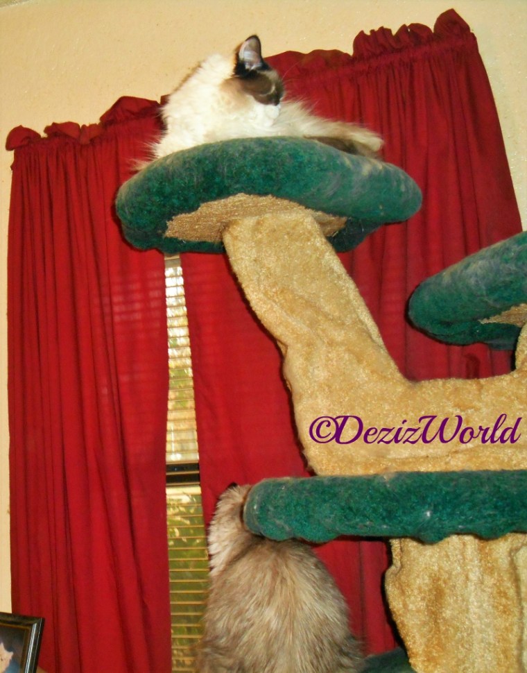 Dezi looks out window from cat tree while Raena lays sleeping atop the tree