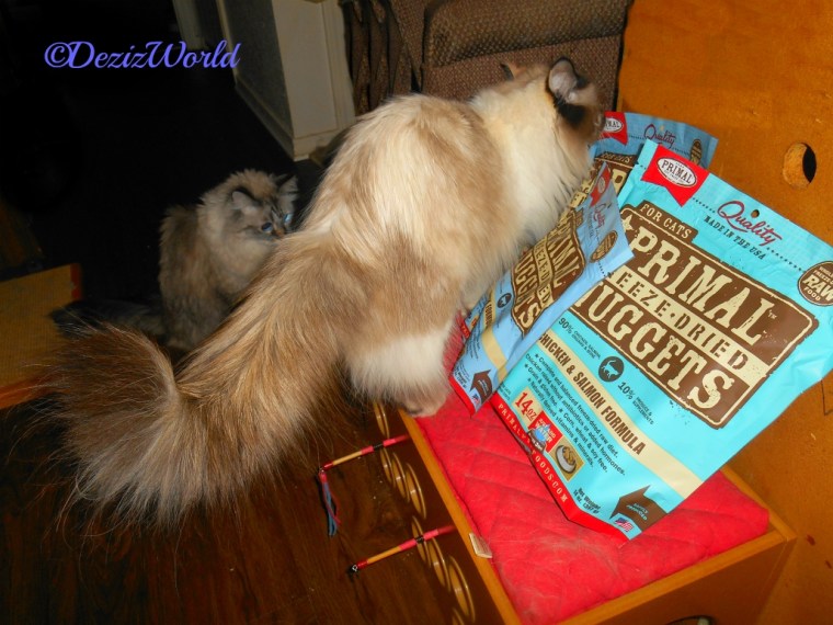 Raena sniffs the Primal Freeze dried Rabbit food while Dezi looks on, sent by Vonda